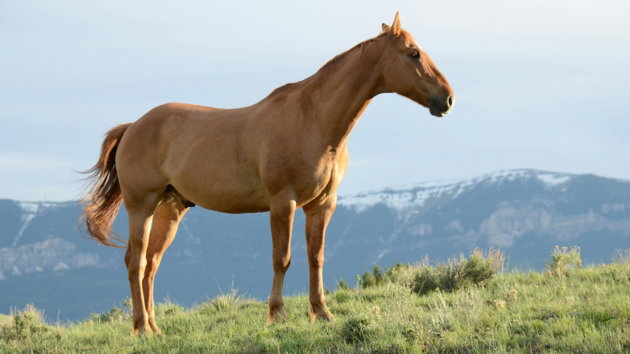 brown-horse-on-green-grass-hill.jpg brown horse on green grass hill